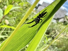 Mendoza elongata