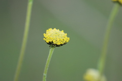 Craspedia variabilis