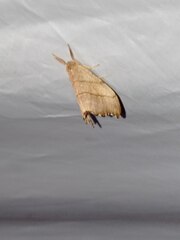 Falcaria lacertinaria