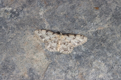 Idaea contiguaria