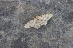 Idaea contiguaria