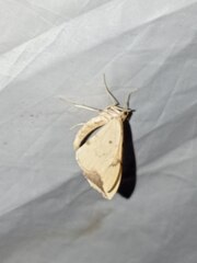 Gandaritis pyraliata