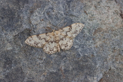 Idaea contiguaria
