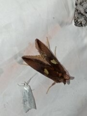 Autographa bractea