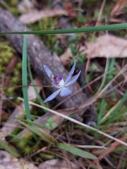 Cyanicula caerulea
