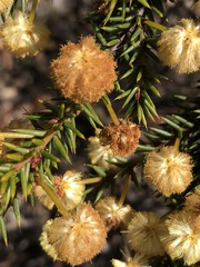 Acacia echinula