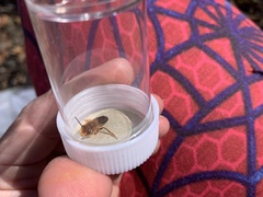 Trichocolletes erythrurus