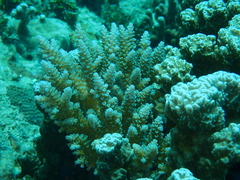 Acropora tenuis