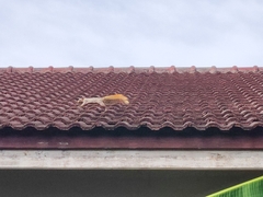 Callosciurus finlaysonii