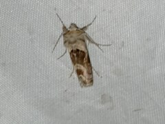 Euchalcia variabilis