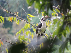 Penelopides manillae