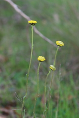 Craspedia variabilis
