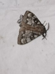 Dendrolimus superans sibiricus