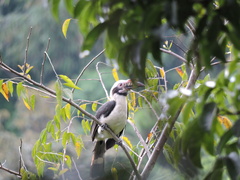 Penelopides manillae