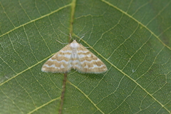 Idaea sericeata