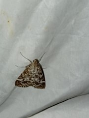 Evergestis sophialis