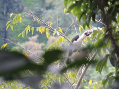 Penelopides manillae