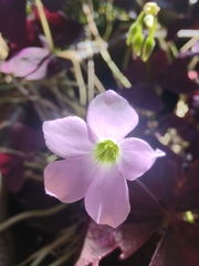 Oxalis triangularis