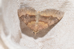 Scotopteryx chenopodiata