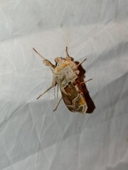 Euchalcia variabilis