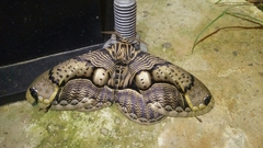 Brahmaea wallichii insulata