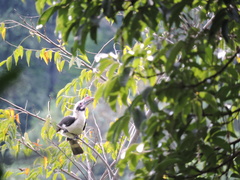 Penelopides manillae