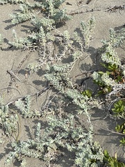 Ambrosia chamissonis