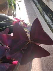 Oxalis triangularis