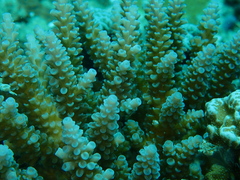 Acropora tenuis