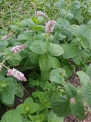 Mentha suaveolens