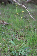 Craspedia variabilis