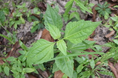 Chromolaena odorata