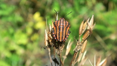 Graphosoma italicum