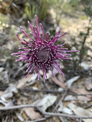 Isopogon