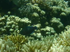 Halichoeres marginatus