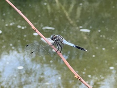 Orthetrum albistylum speciosum