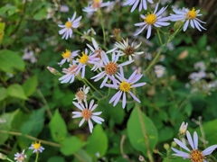 Symphyotrichum undulatum