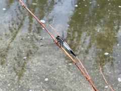 Orthetrum albistylum speciosum