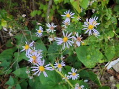 Symphyotrichum undulatum