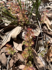 Drosera stolonifera