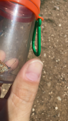 Melitaea didyma