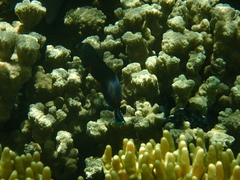 Halichoeres marginatus