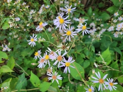 Symphyotrichum undulatum