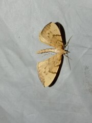 Gandaritis pyraliata