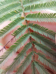 Acacia parvipinnula