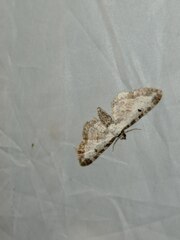 Eupithecia succenturiata