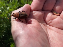 Rhynchophorus ferrugineus