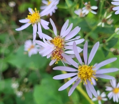 Symphyotrichum undulatum