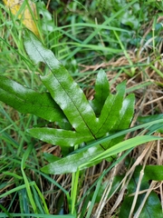 Microsorum pustulatum