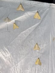 Mecyna flavalis